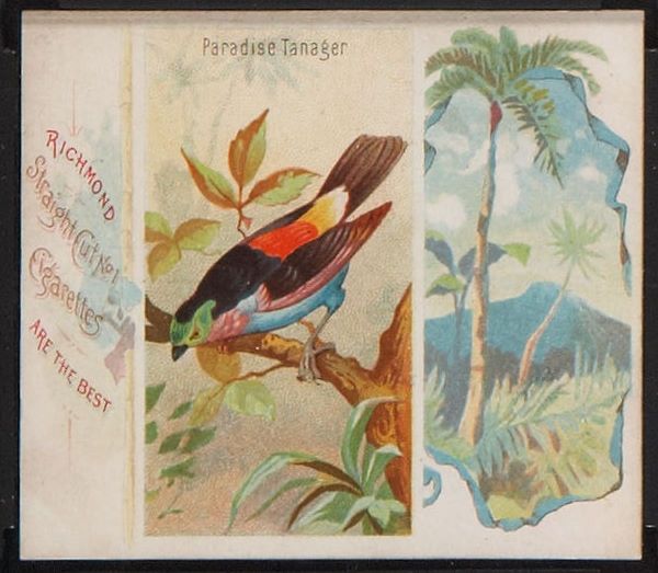 25 Paradise Tanager
